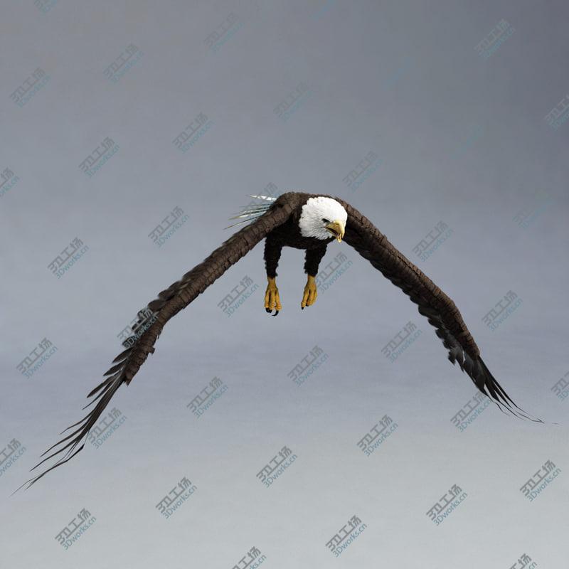 images/goods_img/202104094/Bald Eagle Rigged/3.jpg